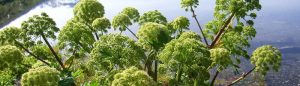 Китайска ангелика, ползи и приложения