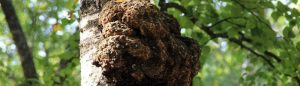 Гъба чага – ползи за здравето. Био продукти с чага